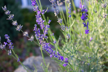 Obraz premium Fragrant lavender flowers in the garden. Close-up