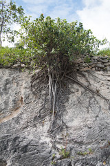 Roots growing in limestone