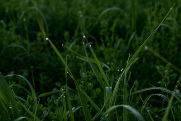 Morning dew on green grass