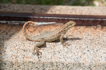 Curly tailed lizard