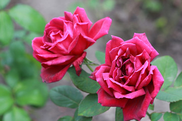 Rose flowers closeup