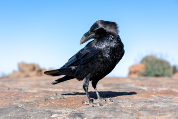 close up of Imperial Raven in the blue sky