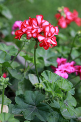 Multicolored geranium in the flower bed