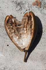 Cotton Tree Seed Pod