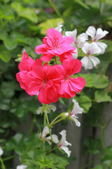 The geranium flowers close-up