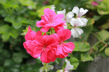 The geranium flowers close-up
