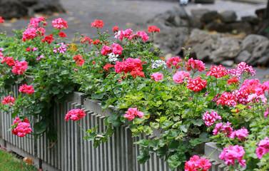 Multicolored geranium in the flower bed