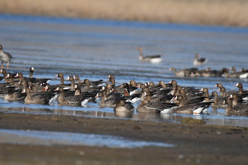 Greater White-fronted Goose (Anser albifrons) 