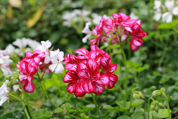 Multicolored geranium in the flower bed