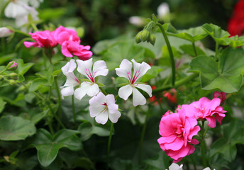Fototapeta premium Multicolored geranium in the flower bed