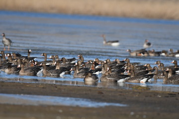 Greater White-fronted Goose (Anser albifrons) 