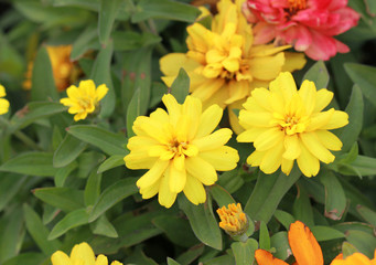 Colorful Cynia close-up