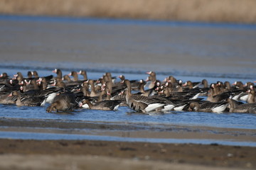 Greater White-fronted Goose (Anser albifrons) 