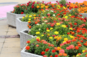 Colorful zinnia in the flowerbed