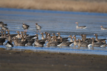Greater White-fronted Goose (Anser albifrons) 