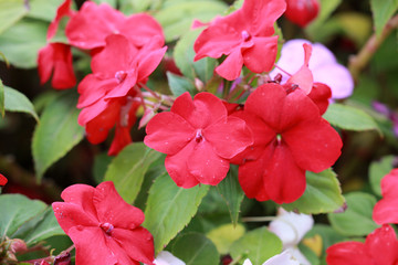 Flowers of balsamine close-up