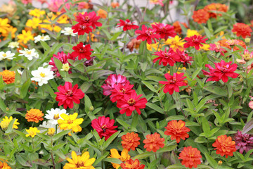 Colorful zinnia in the flowerbed
