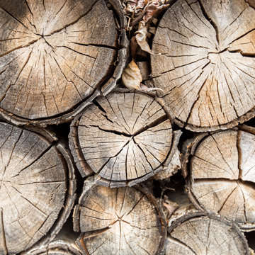 Pile of logs