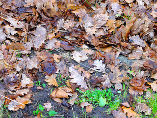 Texture last years gray wet fallen leaves on dirty ground with green grass start to appear, Concept of new and fresh replacing old and rotten.