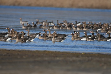 Greater White-fronted Goose (Anser albifrons) 
