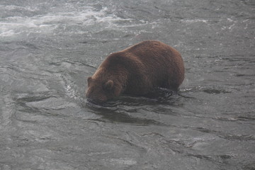 Bear at Alaska