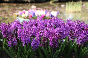 Fiori viola