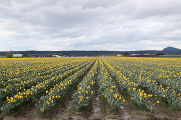 Fototapeta na wymiar Yellow tulip field