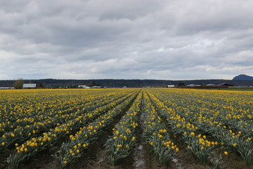 Fototapeta na wymiar Yellow tulip field 
