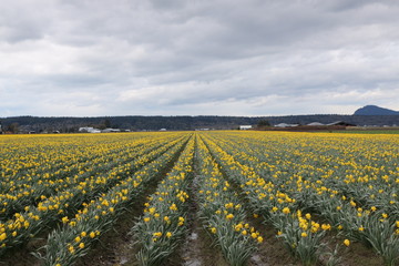 Fototapeta na wymiar Yellow Tulip field