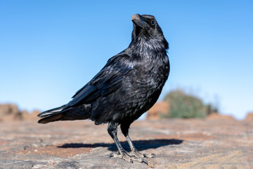 close up of Imperial Raven in the blue sky
