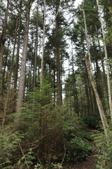 Stand of pine trees
