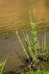 Green bush of grass grows on the river