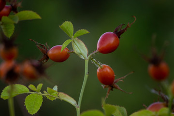  rosa mosqueta