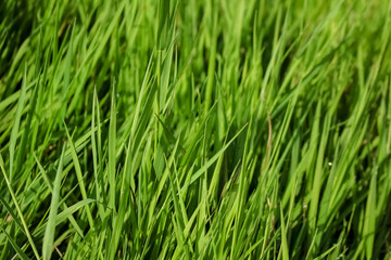 Fototapeta na wymiar Green, juicy grass