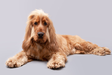 Cocker spaniel photoshoot isolated