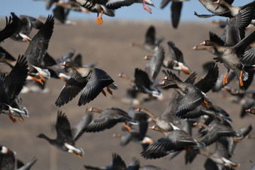 Greater White-fronted Goose (Anser albifrons) 