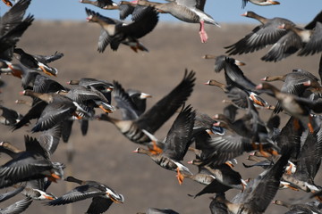 Greater White-fronted Goose (Anser albifrons) 