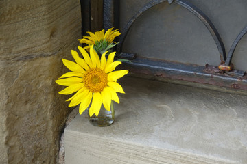 Fototapeta na wymiar Sonnenblume auf einer Treppe