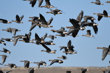 Greater White-fronted Goose (Anser albifrons) 