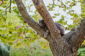 Fototapeta na wymiar cat sleeping on a tree