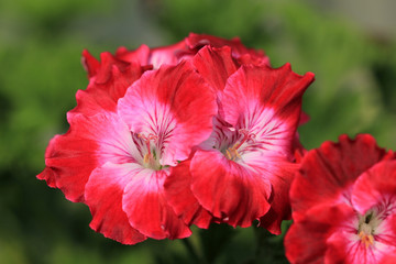 The geranium flowers close-up