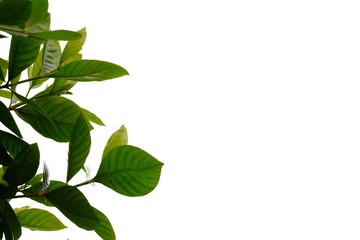 Tropical plant leaves with branches on white isolated background for green foliage backdrop 