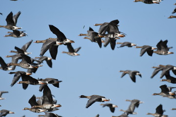 Greater White-fronted Goose (Anser albifrons) 