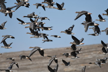 Greater White-fronted Goose (Anser albifrons) 