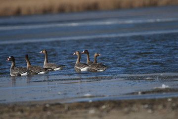 Greater White-fronted Goose (Anser albifrons) 