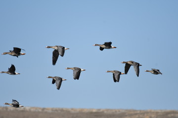 Greater White-fronted Goose (Anser albifrons) 