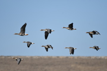 Greater White-fronted Goose (Anser albifrons) 
