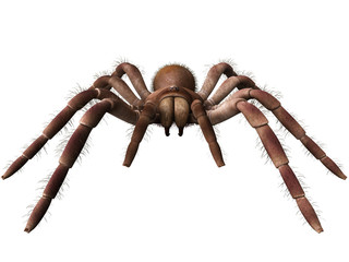 3d rendered illustration of a Theraphosa Blondi