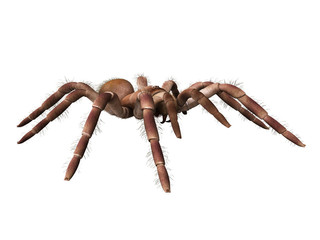 3d rendered illustration of a Theraphosa Blondi