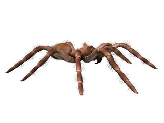 3d rendered illustration of a Theraphosa Blondi
